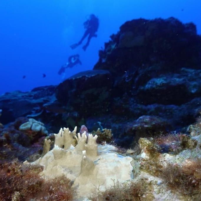 Experts say coral reef bleaching near record level globally because of 'crazy' ocean heat